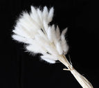 High Quality Rabbit Tail Pampas Grass Natural Dried Flowers in Bohemian Style for Easter Decor or Wedding Home Decor Each Stem