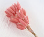 High Quality Rabbit Tail Pampas Grass Natural Dried Flowers in Bohemian Style for Easter Decor or Wedding Home Decor Each Stem