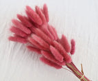 High Quality Rabbit Tail Pampas Grass Natural Dried Flowers in Bohemian Style for Easter Decor or Wedding Home Decor Each Stem