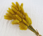 High Quality Rabbit Tail Pampas Grass Natural Dried Flowers in Bohemian Style for Easter Decor or Wedding Home Decor Each Stem