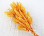 High Quality Rabbit Tail Pampas Grass Natural Dried Flowers in Bohemian Style for Easter Decor or Wedding Home Decor Each Stem