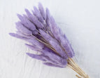 High Quality Rabbit Tail Pampas Grass Natural Dried Flowers in Bohemian Style for Easter Decor or Wedding Home Decor Each Stem