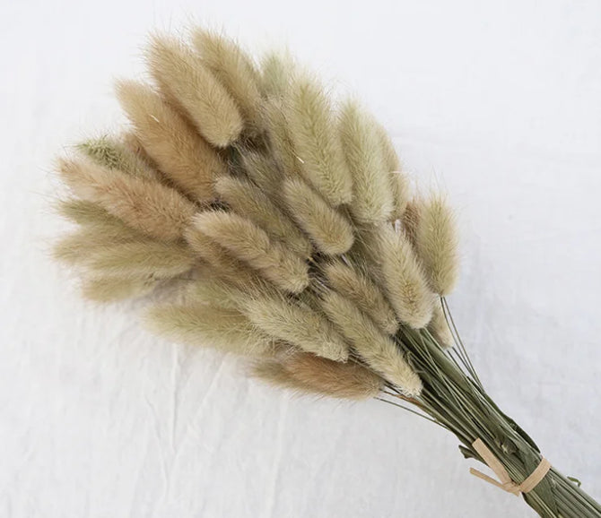 High Quality Rabbit Tail Pampas Grass Natural Dried Flowers in Bohemian Style for Easter Decor or Wedding Home Decor Each Stem