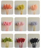 High Quality Rabbit Tail Pampas Grass Natural Dried Flowers in Bohemian Style for Easter Decor or Wedding Home Decor Each Stem