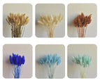 High Quality Rabbit Tail Pampas Grass Natural Dried Flowers in Bohemian Style for Easter Decor or Wedding Home Decor Each Stem