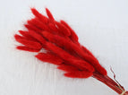 High Quality Rabbit Tail Pampas Grass Natural Dried Flowers in Bohemian Style for Easter Decor or Wedding Home Decor Each Stem