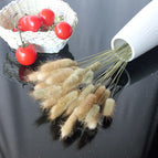 High Quality Rabbit Tail Pampas Grass Natural Dried Flowers in Bohemian Style for Easter Decor or Wedding Home Decor Each Stem