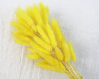 High Quality Rabbit Tail Pampas Grass Natural Dried Flowers in Bohemian Style for Easter Decor or Wedding Home Decor Each Stem